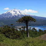 Vacationing in Pucón Chile and an introduction to monkey puzzle trees