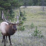 Don’t mess with the elk!
